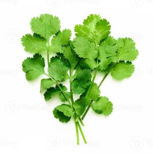 Cilantro Leaves
