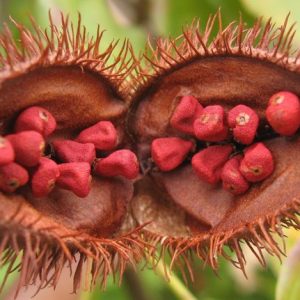 ANNATTO SEEDS