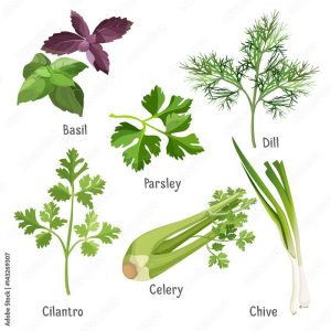 Leek parsley dill cilantro