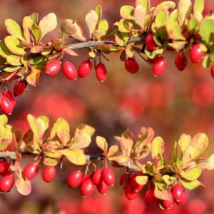 BARBERRY FRUIT LAYER