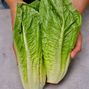 Lettuce Romaine kıvırcık