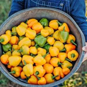 Yellow pepper dolmalık