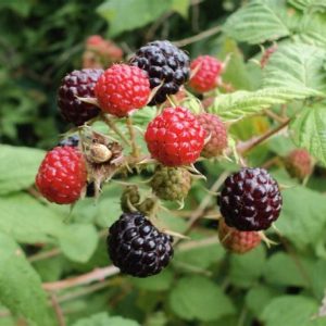 Raspberry