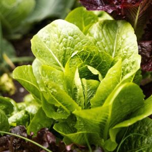 ROMAINE LETTUCE