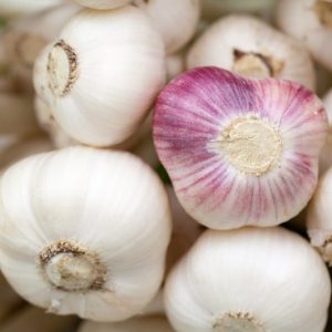 FRESH GARLIC