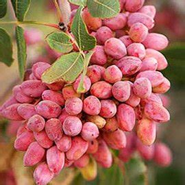 Persian Pistachio