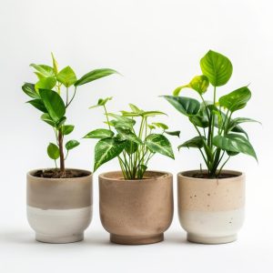 SMALL POT 3