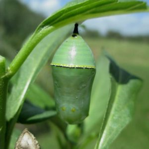 GREEN MONARCH