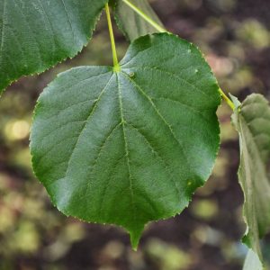 Linden leaves