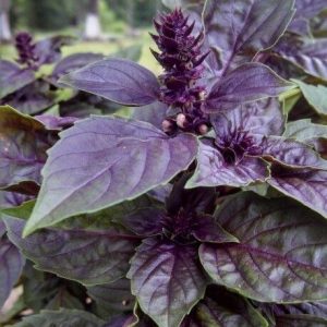 Purple Basil