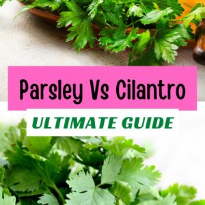Leek Parsley Cilantro