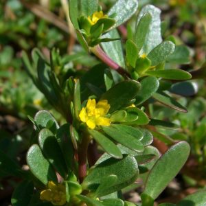 Purslane (semiz otu)