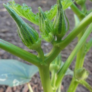 Baby Okra