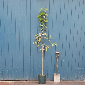 CHERRY STALK PRUNUS AVIUM 50grX12